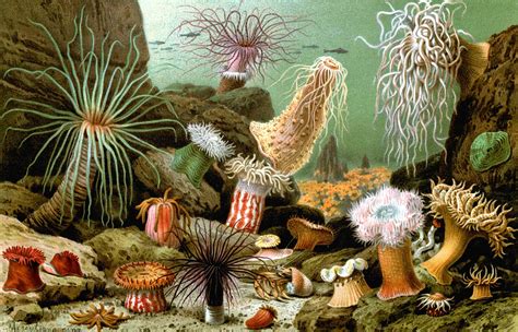 Vintage print of sea anemones. ~ETS #sealife | Sea anemone, Sea plants, Chromolithograph