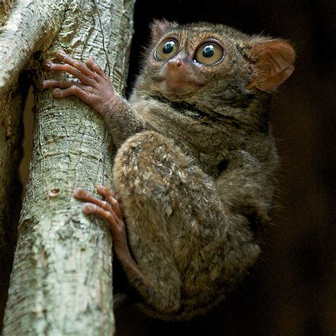 Spectral Tarsier | Sean Crane Photography