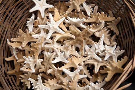 Basket Full Of Starfish Stock Photo | Royalty-Free | FreeImages