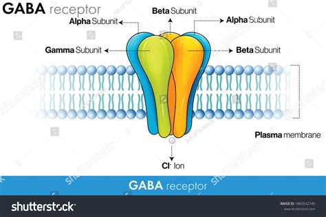 131 Gaba receptor Images, Stock Photos & Vectors | Shutterstock