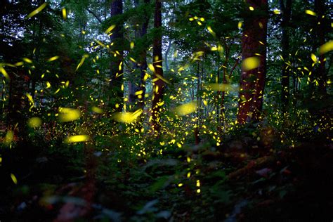 Synchronous fireflies light up the Smoky Mountains