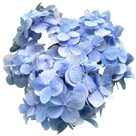 Cool Blue Hydrangeas flowers 24486407 PNG