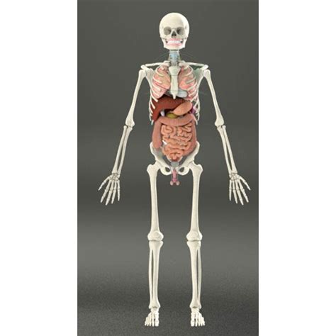 Human Skeleton Diagram With Organs - vrogue.co