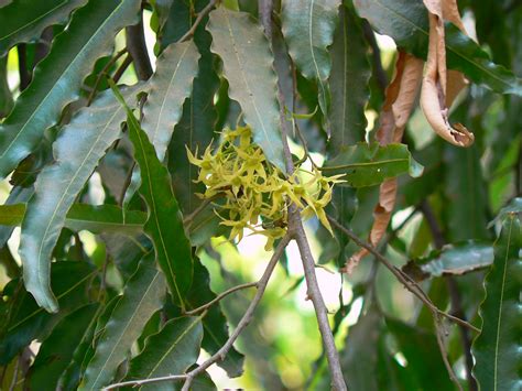 Polyalthia longifolia | Annonaceae (custard apple, sugar app… | Flickr