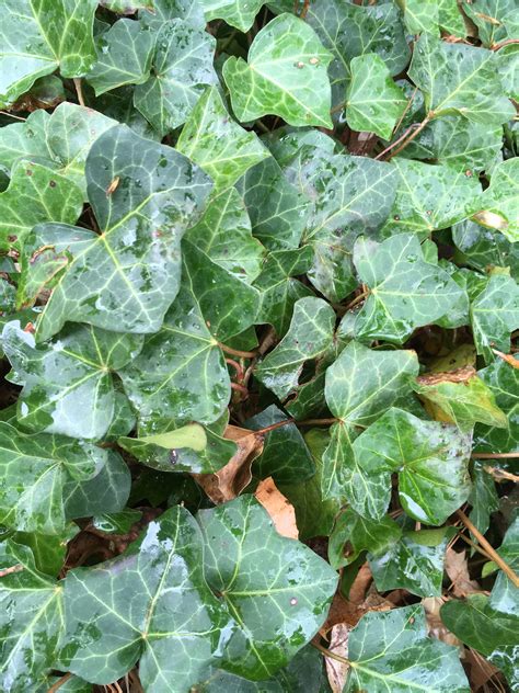 English Ivy- Friend or Foe? | N.C. Cooperative Extension