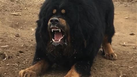 Tibetan mastiff barking | chinese tibetan mastiff | world's biggest dog breed - YouTube