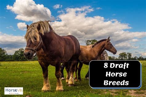 8 Breathtaking Draft Horse Breeds: All You Need to Know