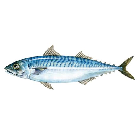 Mackerel - Uniglobal USA