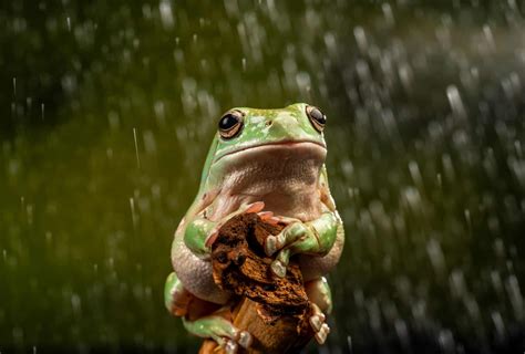 White's Tree Frog Habitat Setup Guide (Easy to Follow)