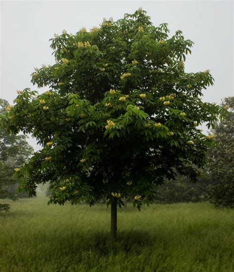 Yellow Buckeye - Halka Nurseries