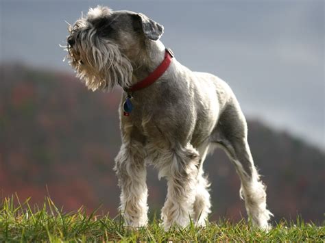 Giant Schnauzer | Passions For Life