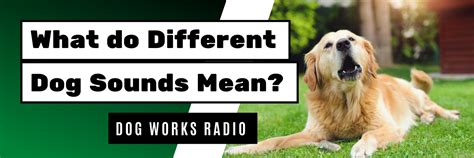 What Different Dog Sounds Mean | Dog Works Radio