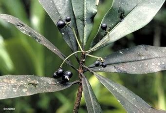 Botany - Australian Rain Forests