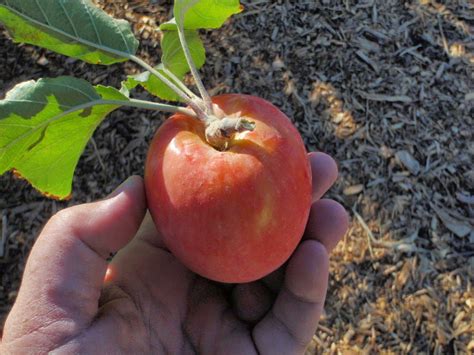 Xtremehorticulture of the Desert: Pollinator For Pink Lady Apple?