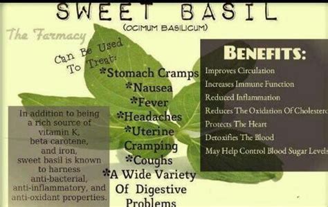 Sweet basil health benefits. | Uses for and benefits of organic health & healing. | Pinterest ...