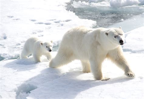 Polar bears can efficiently consume energy while walking - Earth.com