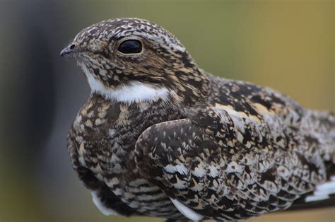 Common Nighthawk, Uncommon Sound | BirdNote