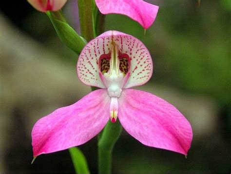 Flower Homes: Disa orchid