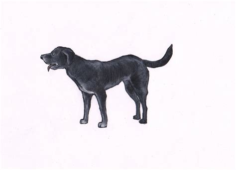 Original pencil drawing of a black dog by North by JimGriffithsArt