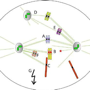 Types of aneuploidy and copy number changes in eukaryotic cells. | Download Scientific Diagram