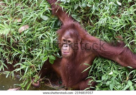 Baby Orangutan Playing Near Riverbank Stock Photo 2196819357 | Shutterstock