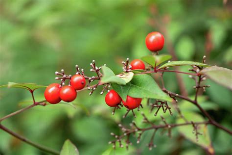 Nandina With Spring Berries Photograph by JG Thompson - Fine Art America