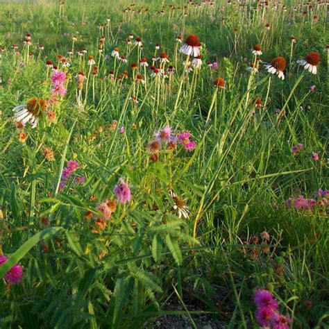 Grassland Biome | Ask A Biologist