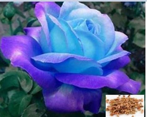 RARE Midnight Blue ROSE flower tree Bush 10 or 20 Seeds No | Etsy