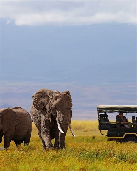 Elewana Tortilis Camp Amboseli, Amboseli Game Reserve, Kenya - Resort Review - Condé Nast Traveler