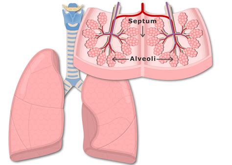 Lungs clipart bronchi, Lungs bronchi Transparent FREE for download on ...