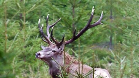 Hirschjagd in den Karpaten 1/3 - Red stag hunting in the Carpathian Mountains 1/3 - YouTube