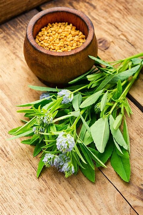 Fenugreek Seeds With Fresh Plant On Wooden Table Fenugreek Seeds And ...