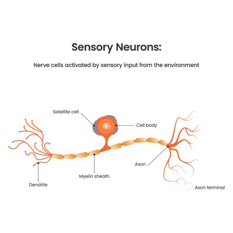 Chart Of A Neuron