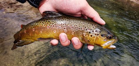 An extremely vibrant brown trout with a bright red adipose fin! : r/Fishing