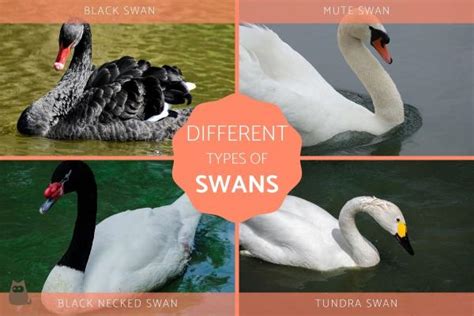 Different Types of Swans - Swan Breed Information With Photos