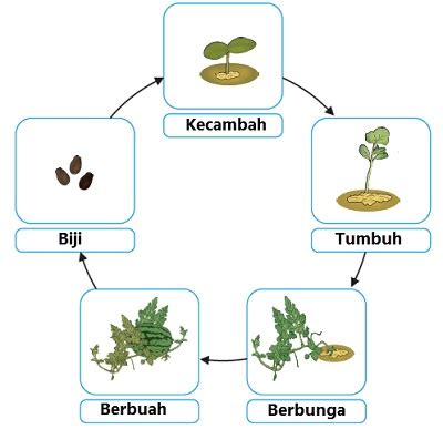 Siklus Hidup Tumbuhan Berbiji Adalah - IMAGESEE