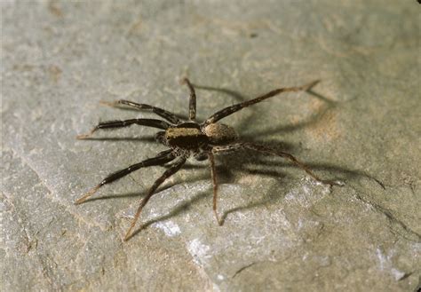 wolf spiders (Family Lycosidae) | spidersrule