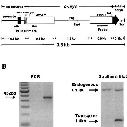 Schematic of the transgene construct and genotype analysis. A : The... | Download Scientific Diagram