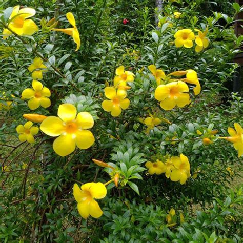 5 Petal Yellow Flower Bush | Best Flower Site