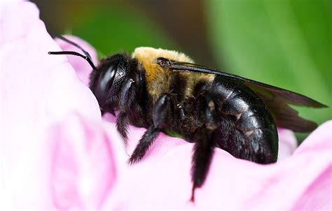 EM Pest Control: Carpenter Bees And The Damage They Cause