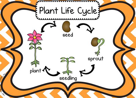 Plants & Stuff- Plant life cycle, bracelets, glyph, lima bean ...