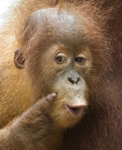 Orangutan habitat will not be destroyed by the palm oil industry - My Dream for Animals