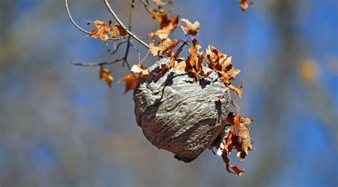 Hornet Nest Removal: How To Get Rid Of Hornets Safely and Easily