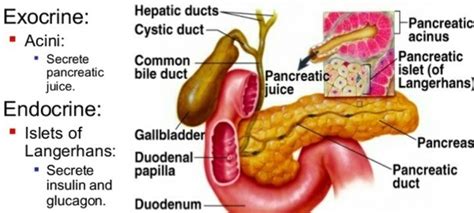 What Is A Major Function Of Pancreatic Juice? | Total Organic