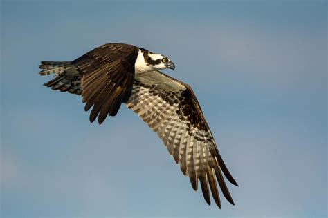 North American Osprey subspecies (Pandion haliaetus carolinensis) in U.S. Photographed by Simon ...