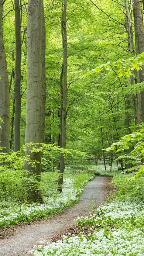 Path through forest with blooming wild garlic, Hainich National Park, Thuringia, Germany ...