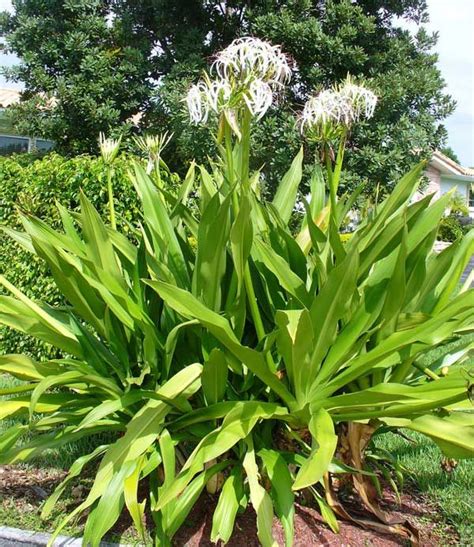 Crinum Lily - Database Plants