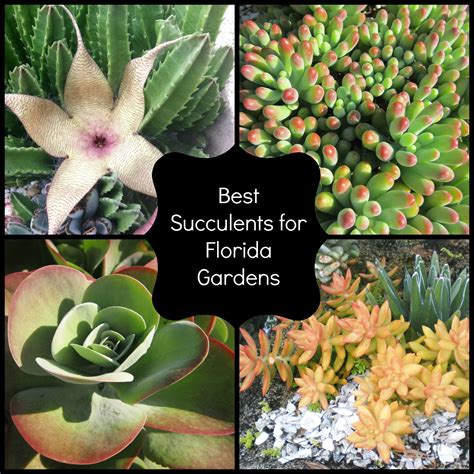 Best Succulents for Florida - Miss Smarty Plants