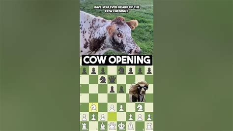 I Tried Anna Cramling's Cow Opening In Chess - YouTube