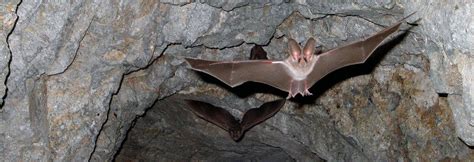 The Scariest Things about Bats Explained | GPA Consulting